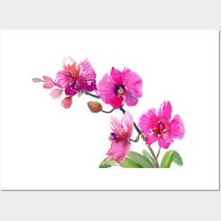 Pink Orchid flowers Posters and Art